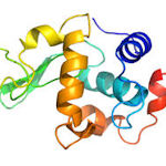 lysozyme